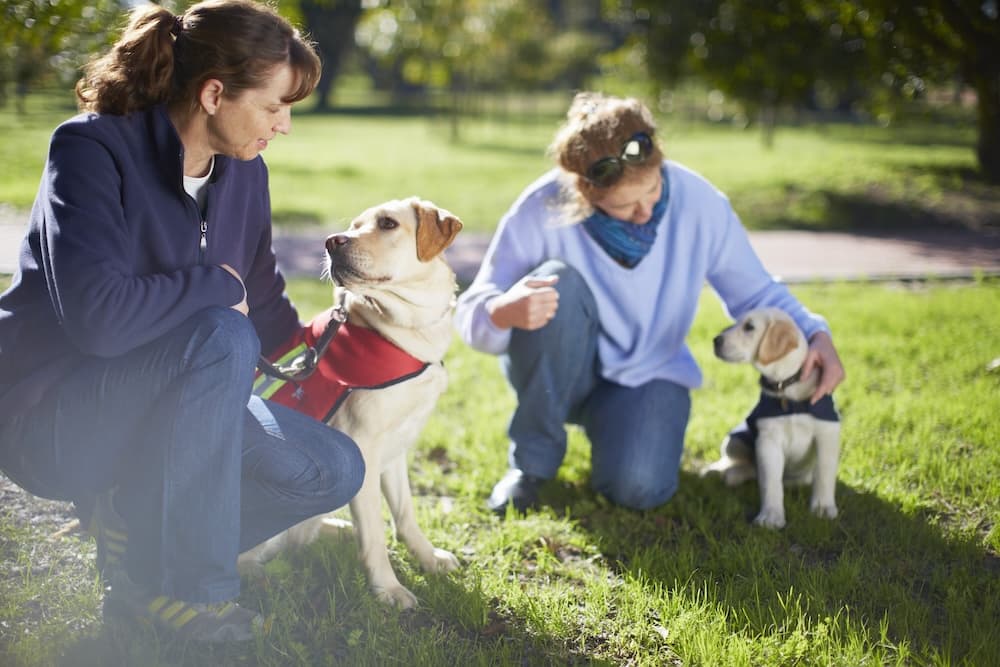 Hundeschule hero